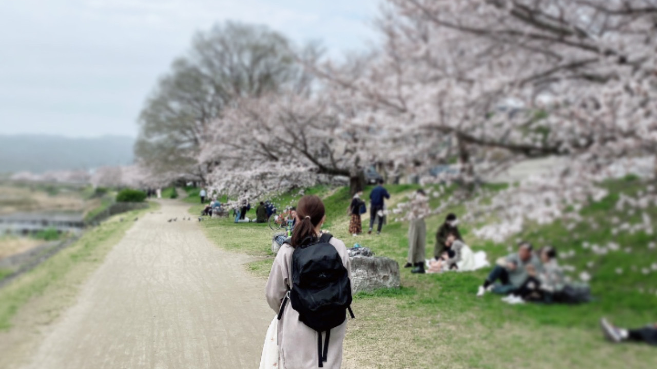 賀茂川の桜